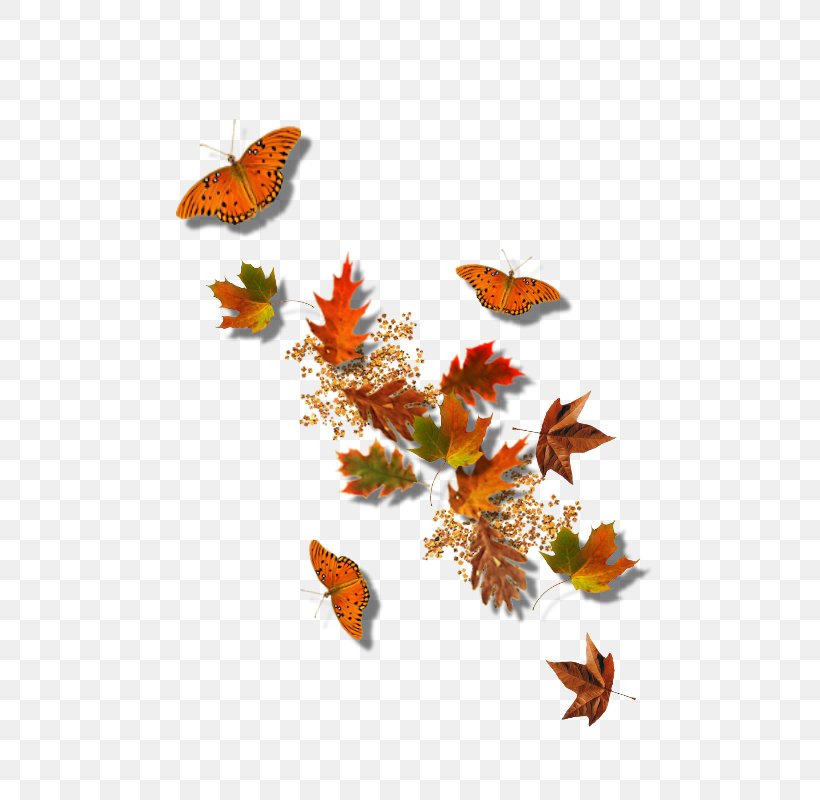 Autumn Leaf Clip Art, PNG, 800x800px, Autumn, Arthropod, Branch, Brush Footed Butterfly, Butterfly Download Free
