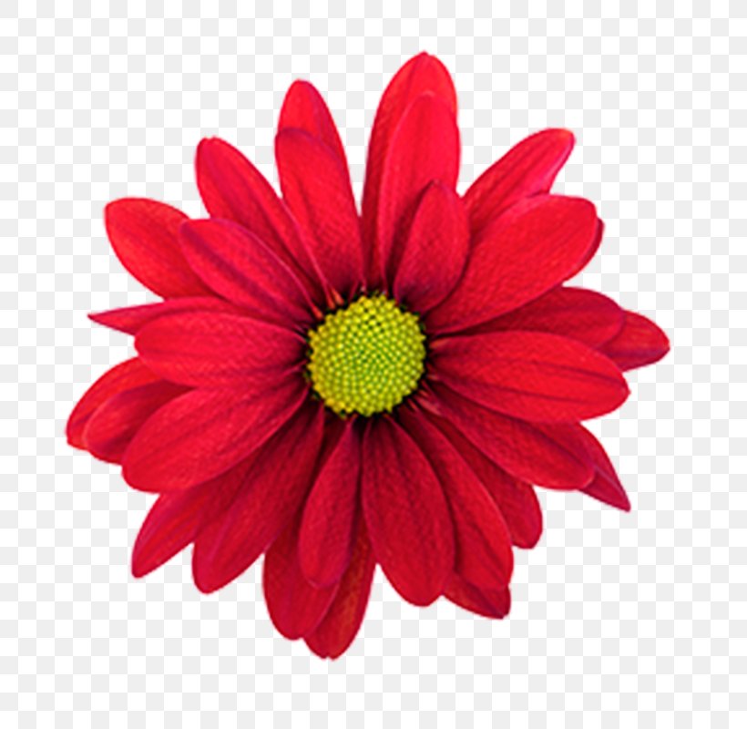Chrysanthemum Marguerite Daisy Daisy Family Transvaal Daisy Dahlia, PNG, 800x800px, Chrysanthemum, Annual Plant, Argyranthemum, Chrysanths, Cut Flowers Download Free
