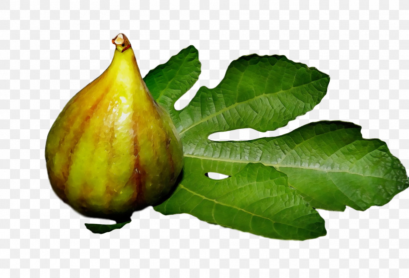 Common Fig Natural Foods Gourd Fig Trees, PNG, 1920x1310px, Watercolor, Common Fig, Fig Trees, Gourd, Natural Foods Download Free