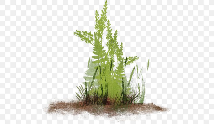 Herbaceous Plant Garden Lawn Clip Art, PNG, 500x477px, Herbaceous Plant, Aquarium Decor, Botanical Garden, Ferns And Horsetails, Flora Download Free