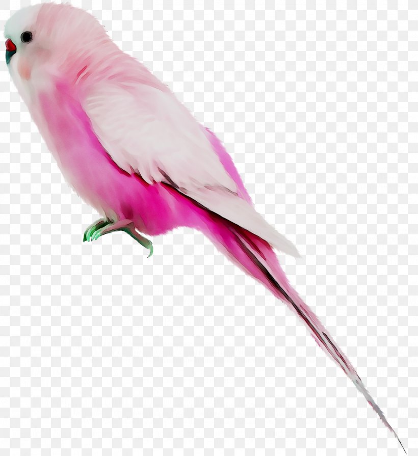 Lovebird Parakeet Macaw Feather Pet, PNG, 1627x1776px, Lovebird, Beak, Bird, Budgie, Feather Download Free