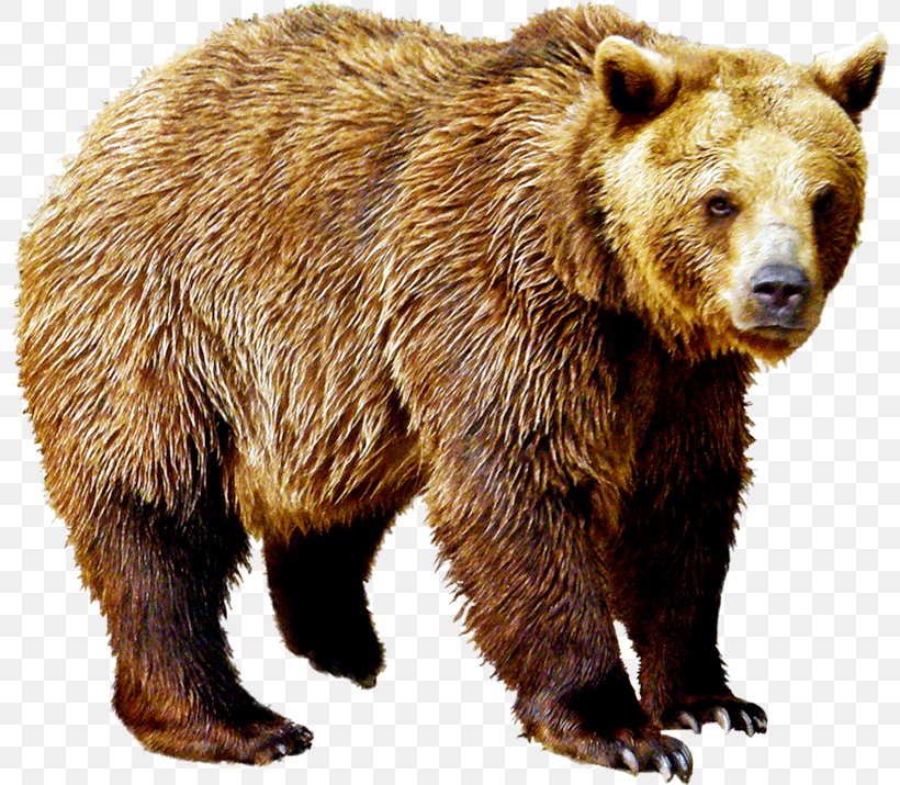 Polar Bear Brown Bear Clip Art, PNG, 800x715px, Bear, Animal, Basabizitza, Bear Hunting, Brown Bear Download Free