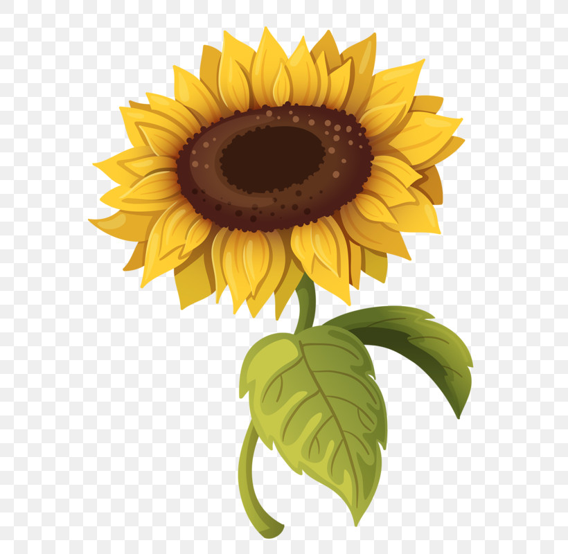 Sunflower, PNG, 624x800px, Sunflower, Asterales, Cuisine, Cut Flowers, Daisy Family Download Free