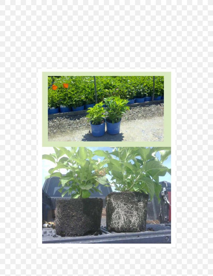 Flowerpot Hydrangea Fertilisers Houseplant Peat, PNG, 2448x3184px, Flowerpot, Fertigation, Fertilisers, Flora, Garden Download Free