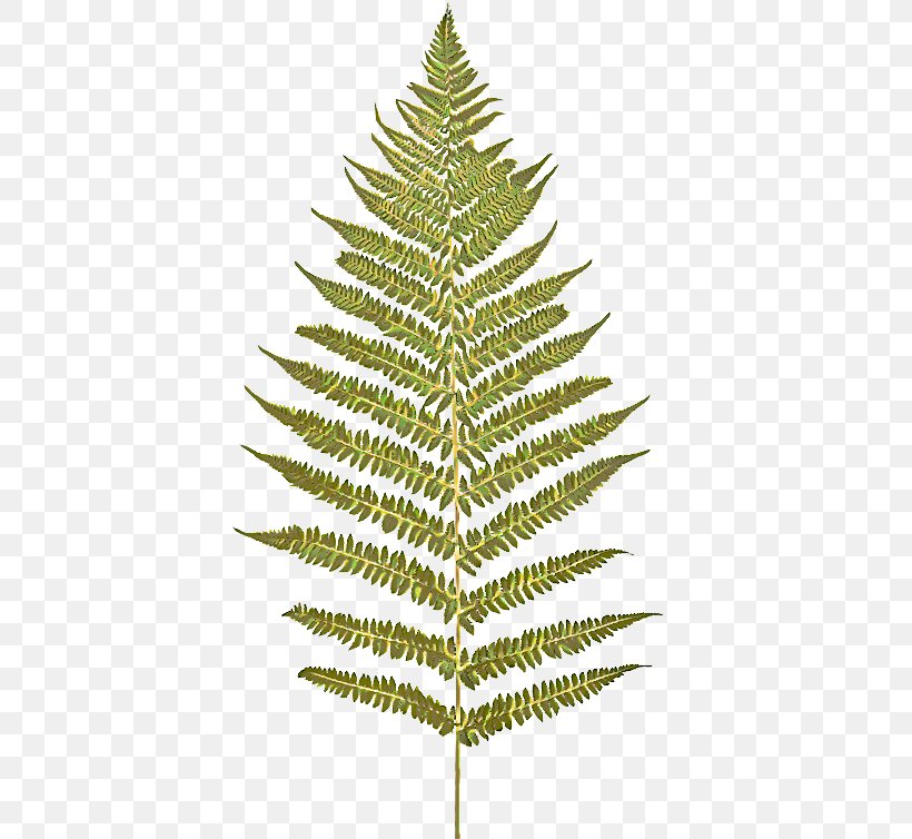 Yellow Fir Shortleaf Black Spruce White Pine Tree Oregon Pine, PNG, 512x754px, Yellow Fir, Balsam Fir, Canadian Fir, Colorado Spruce, Leaf Download Free