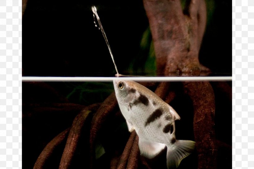 Banded Archerfish Toxotes Chatareus Actinopterygii Perch-like Fishes, PNG, 900x600px, Actinopterygii, Animal, Aquatic Animal, Archerfish, Brackish Water Download Free