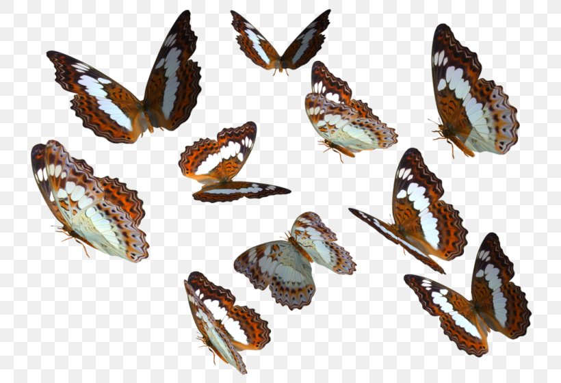 Monarch Butterfly Insect Clip Art, PNG, 800x560px, Butterfly, Arthropod, Brushfooted Butterflies, Butterflies And Moths, Fauna Download Free