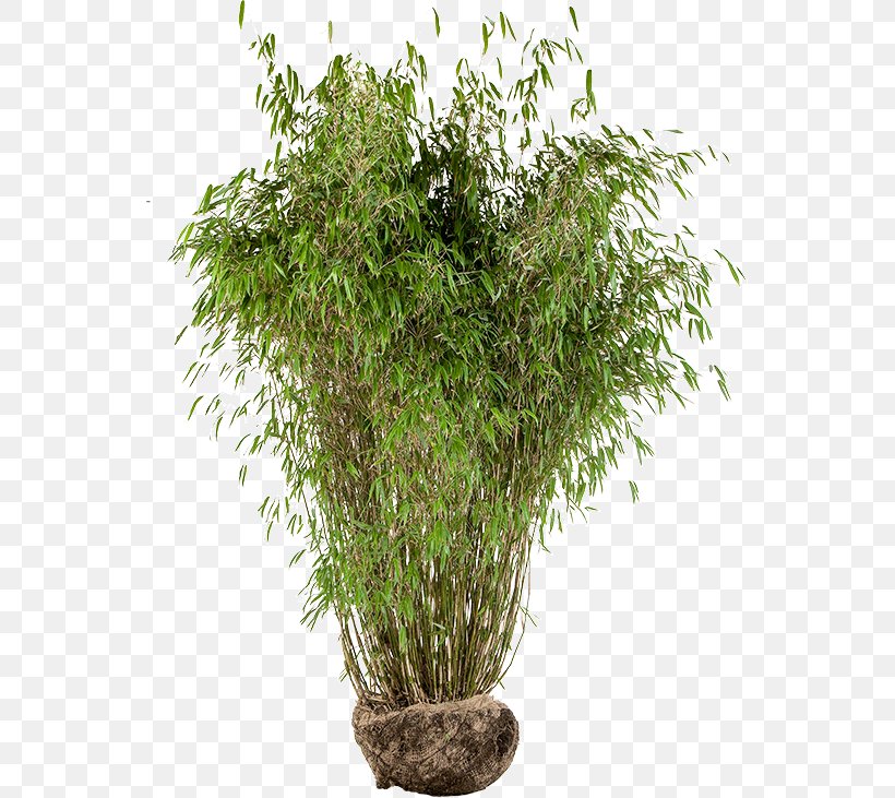 Pseudosasa Japonica Tropical Woody Bamboos Houseplant Flowerpot, PNG, 551x731px, Pseudosasa Japonica, Diameter, Distance, Evergreen, Flowerpot Download Free