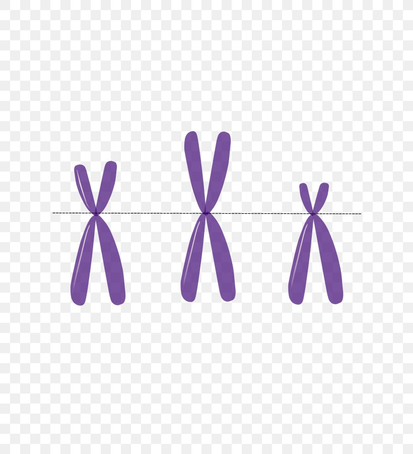Anti-centromere Antibodies Chromosome Autosome DNA, PNG, 636x900px, Centromere, Autosome, Cell, Chromosome, Dna Download Free