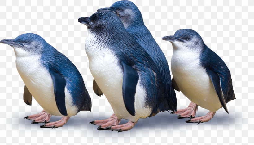 Dunedin Otago Peninsula Blue Penguins Pukekura Blue Penguins Pukekura, PNG, 911x519px, Dunedin, Animal, Beak, Bird, Eudyptula Download Free