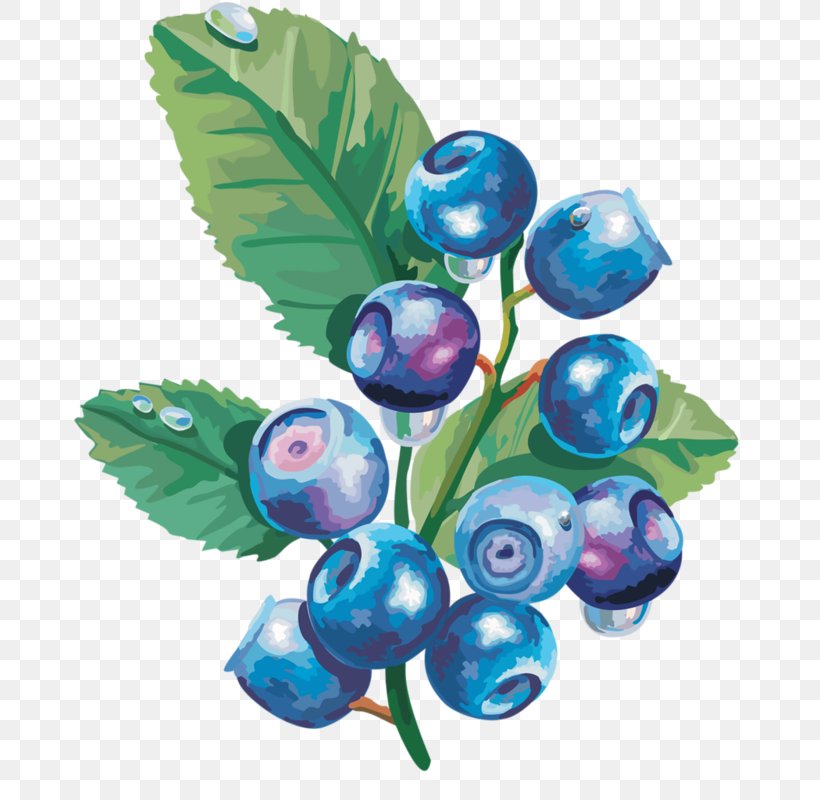Bilberry Blueberry, PNG, 672x800px, Bilberry, Berry, Blueberry, Drawing, Flower Download Free