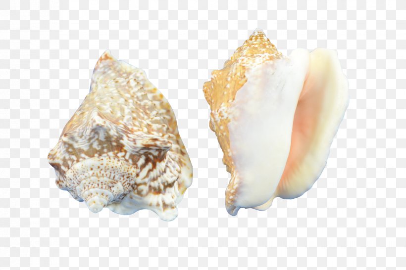 Cockle Conchology Seashell Hawk Wing, PNG, 1650x1100px, Cockle, Clams Oysters Mussels And Scallops, Conch, Conchology, Gallon Download Free