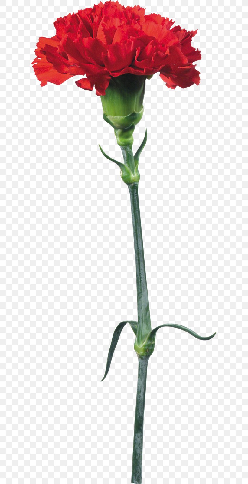 Kryddernellike Flower Carnation Clip Art, PNG, 613x1600px, Kryddernellike, Annual Plant, Carnation, Cut Flowers, Dianthus Download Free