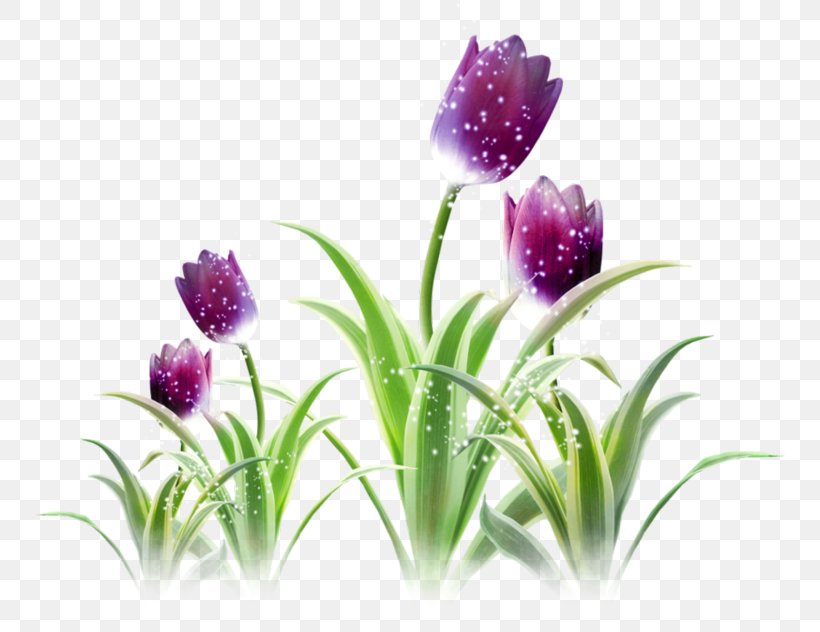Tulip, PNG, 750x632px, Tulip, Button, Flower, Flowering Plant, Grass Download Free