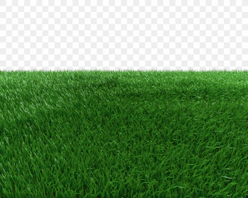 Artificial Turf Green Meadow Grasses, PNG, 999x799px, Artificial Turf,  Field, Grass, Grass Family, Grasses Download Free