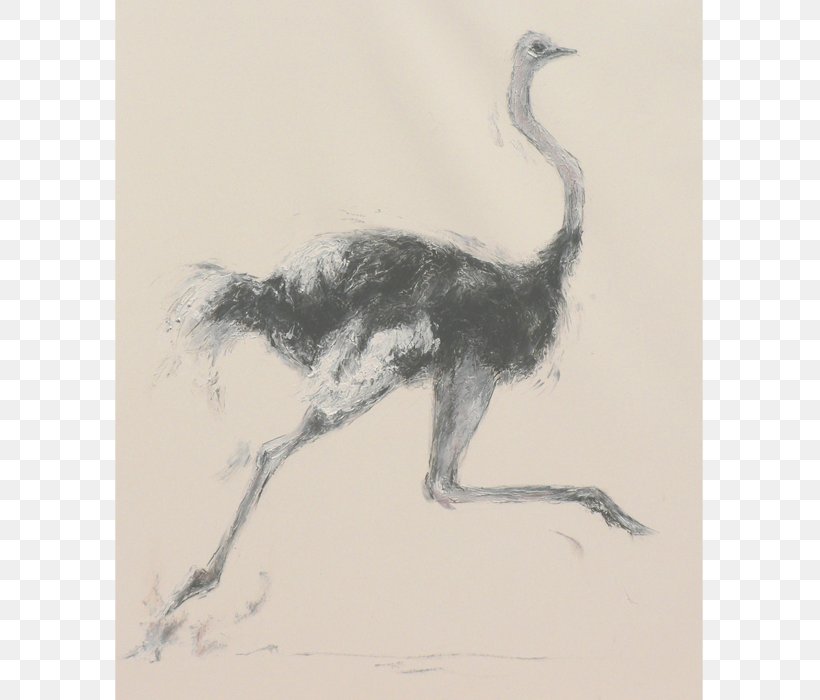 Common Ostrich Flightless Bird Ratite Running, PNG, 700x700px, Common Ostrich, Animal, Artwork, Beak, Bird Download Free
