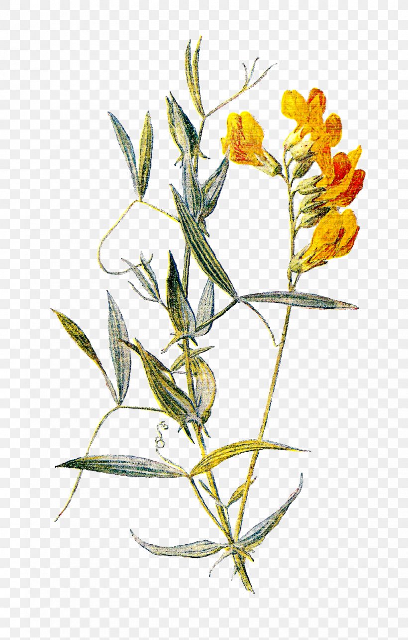 Flower Sweet Pea Lathyrus Pratensis Botanical Illustration, PNG, 1021x1600px, Flower, Art, Botanical Illustration, Botany, Digital Image Download Free