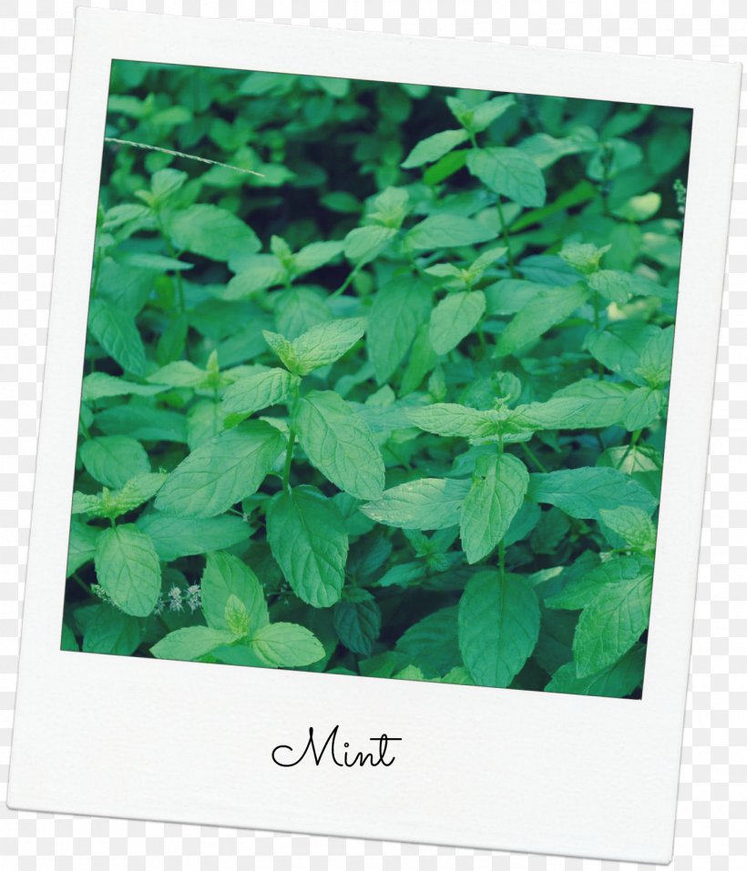 Leaf Herb, PNG, 1370x1600px, Leaf, Grass, Green, Herb, Ivy Download Free