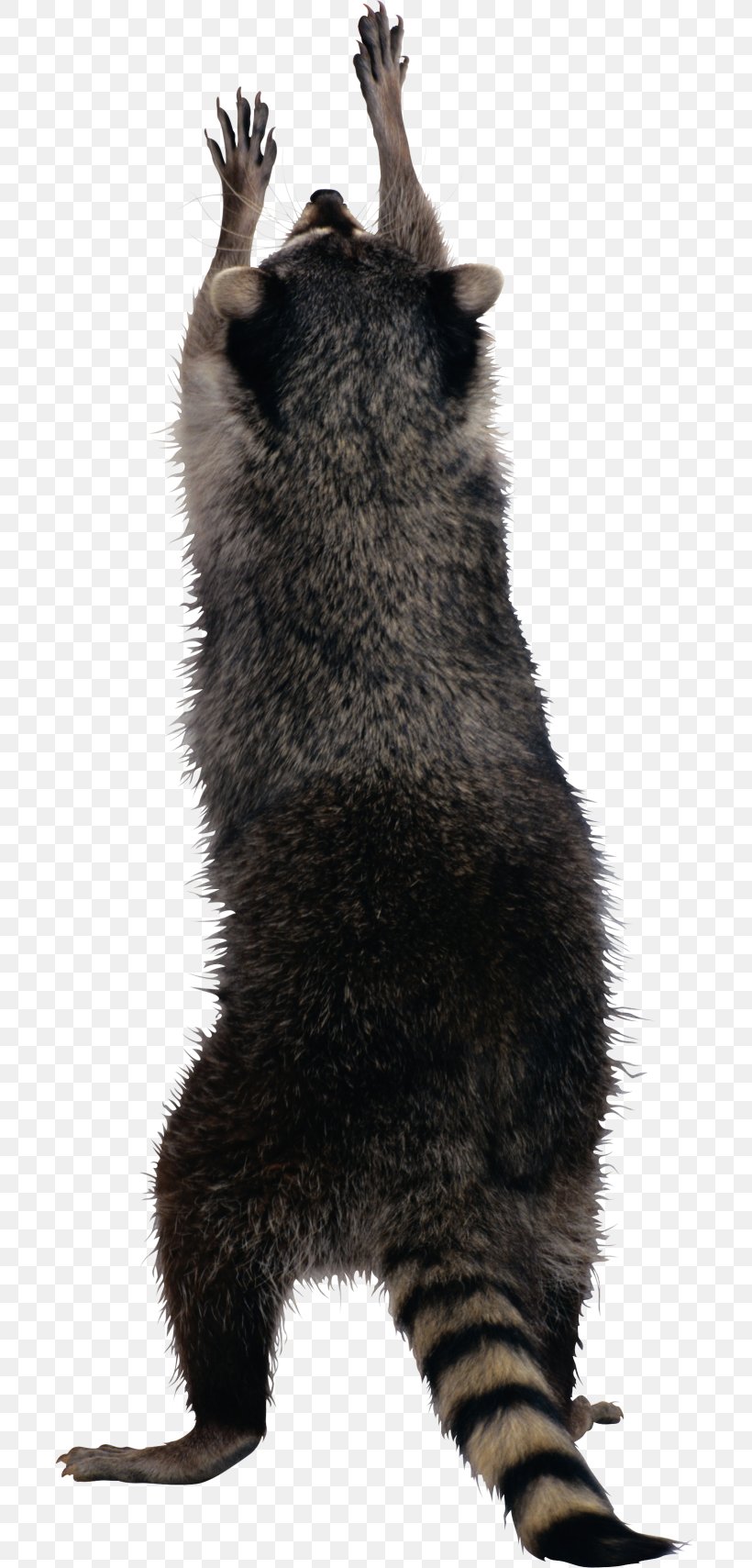 Raccoon Squirrel Clip Art, PNG, 700x1709px, Raccoon, Bear, Carnivoran, Cat, Claw Download Free