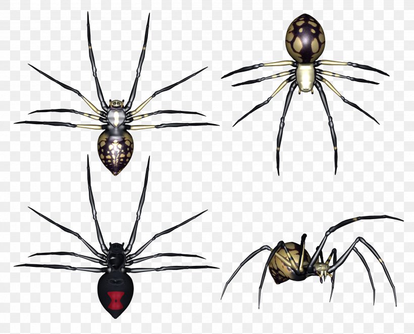 Redback Spider Insect Clip Art, PNG, 2530x2045px, Spider, Arthropod, Cellar Spiders, Chelicerae, Eight Legs Download Free