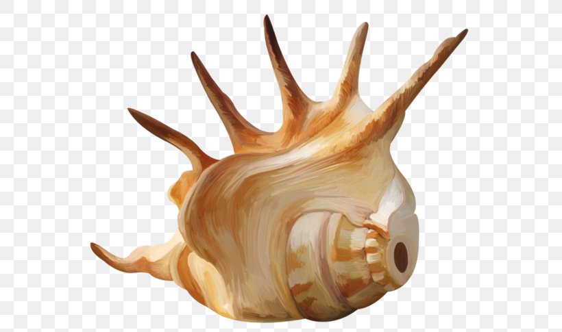Seashell Conch Mollusc Shell Wallpaper, PNG, 600x485px, Seashell, Beach, Bivalvia, Conch, Horn Download Free