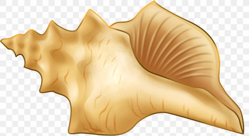 Seashell Sea Snail Conch, PNG, 1274x700px, Seashell, Bolinus Brandaris, Conch, Ear, Hand Download Free