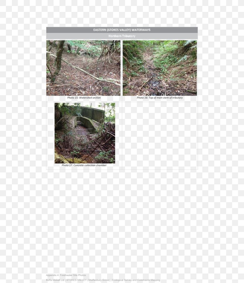 Tree Fauna Ecosystem, PNG, 656x952px, Tree, Ecosystem, Fauna, Flora, Grass Download Free