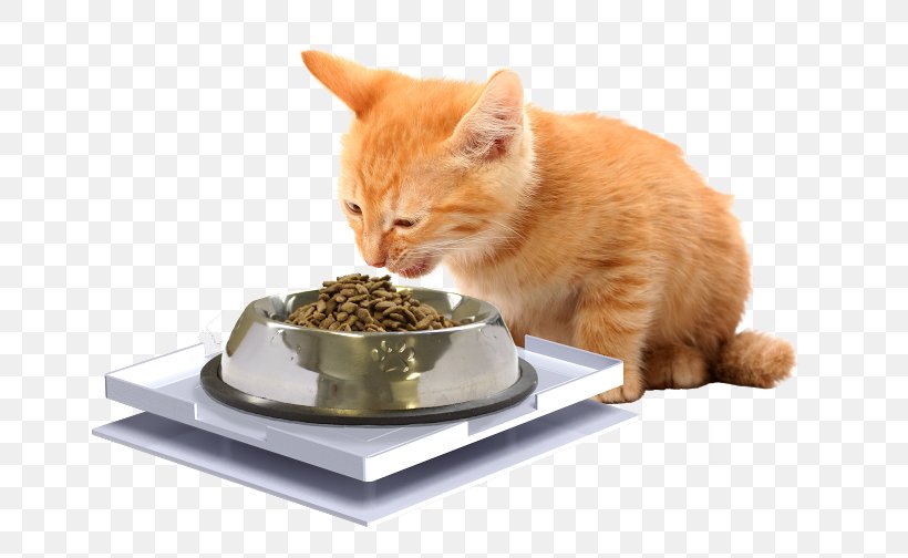 Whiskers Cat Food Dog Kitten, PNG, 672x504px, Whiskers, Ant, Ant Proof Plate, Bowl, Cat Download Free
