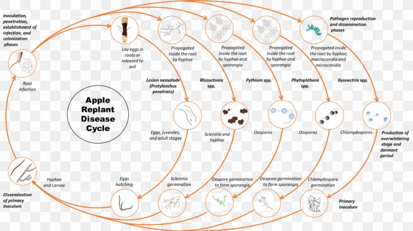 WSU Tree Fruit Research & Extension Center Oomycete Fungus Biological Life Cycle Roundworms, PNG, 1039x581px, Oomycete, Area, Asexual Reproduction, Biological Life Cycle, Diagram Download Free