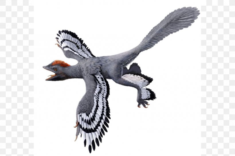 Anchiornis Origin Of Birds Feathered Dinosaur, PNG, 900x600px, Anchiornis, Beak, Bird, Bird Flight, Bird Of Prey Download Free