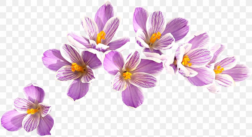 Crocus Vernus Crocus Flavus Snow Crocus Clip Art, PNG, 1004x545px, Crocus Vernus, Crocus, Crocus Flavus, Flower, Flowering Plant Download Free