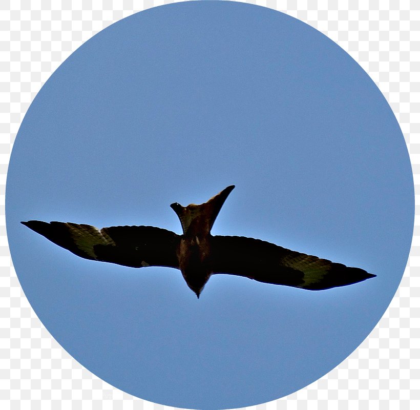 Fauna Beak Sky Plc, PNG, 800x800px, Fauna, Beak, Bird, Sky, Sky Plc Download Free