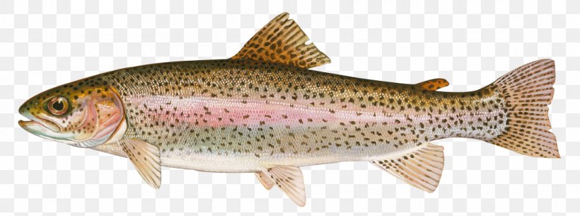 Fish Fish Brown Trout Trout Salmon, PNG, 1098x409px, Fish, Bonyfish, Brown Trout, Coastal Cutthroat Trout, Cutthroat Trout Download Free