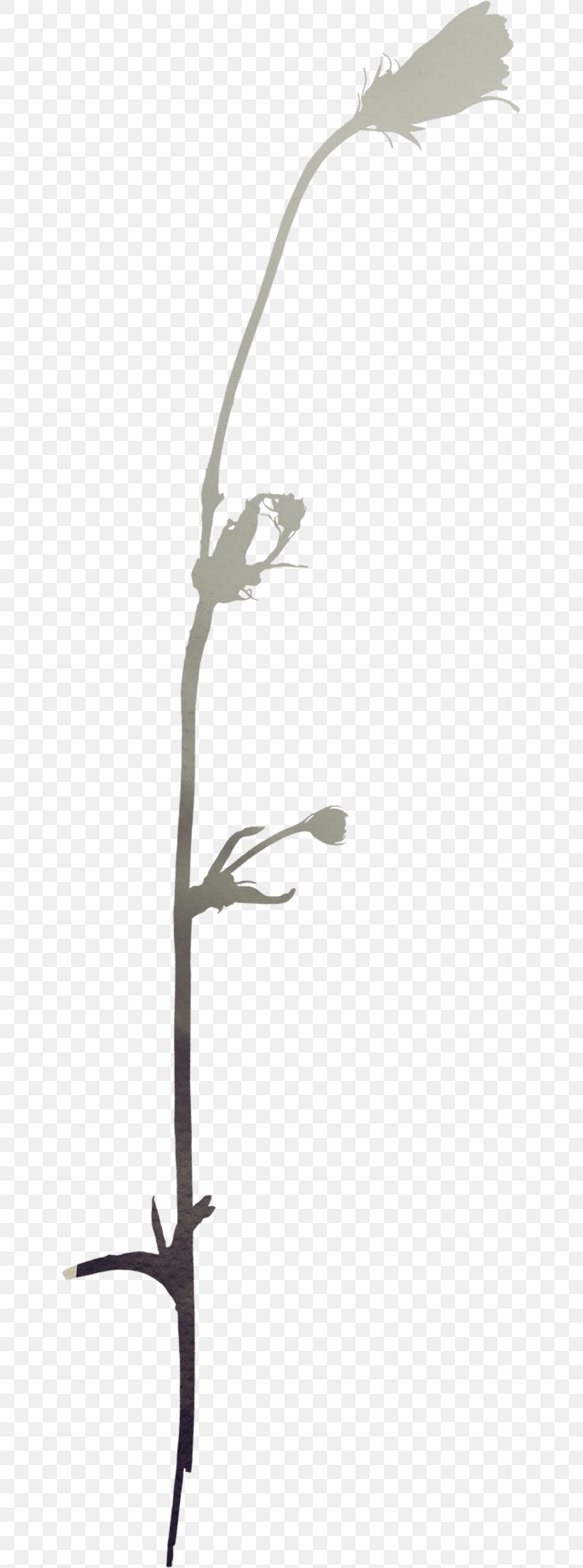 Flower Vecteur Material, PNG, 645x2205px, Flower, Beak, Black And White, Branch, Drawing Download Free