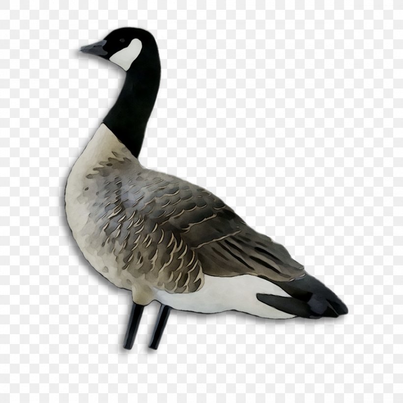 Greylag Goose Duck Bird Canada, PNG, 1160x1160px, Goose, Beak, Bird, Canada, Canada Goose Download Free