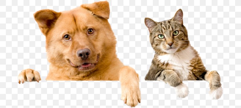 Kindness Animal Hospital Dog Pet Sitting Cat, PNG, 700x368px, Dog, Animal, Assortimento, Cat, Cat Like Mammal Download Free