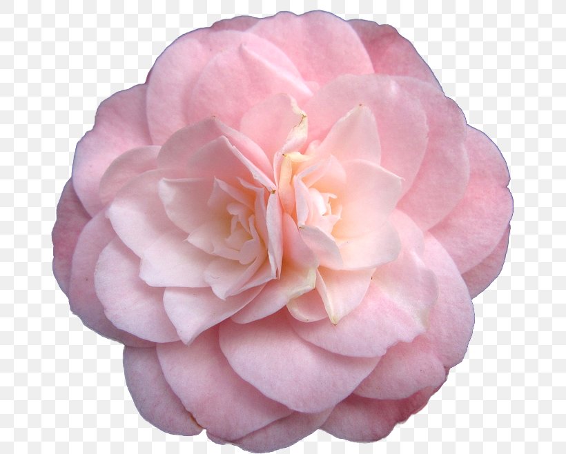 Pink Flowers Garden Roses, PNG, 671x658px, Flower, Blue, Camellia, Color, Cut Flowers Download Free