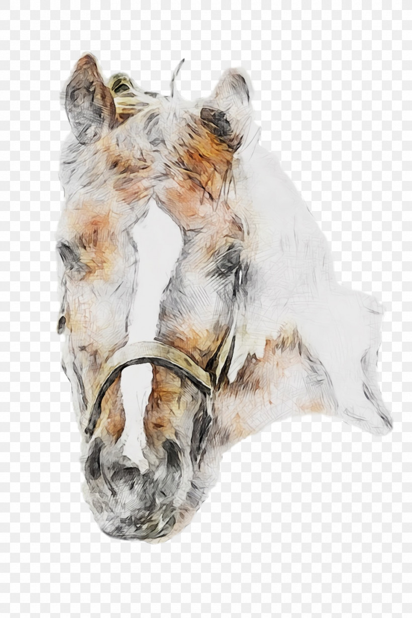 Snout Dog Fur Biology Science, PNG, 960x1440px, Watercolor, Biology, Dog, Fur, Paint Download Free