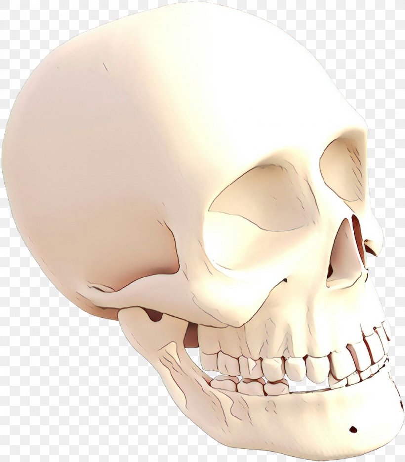 Face Skull Bone Jaw Head, PNG, 971x1107px, Cartoon, Bone, Chin, Face, Forehead Download Free