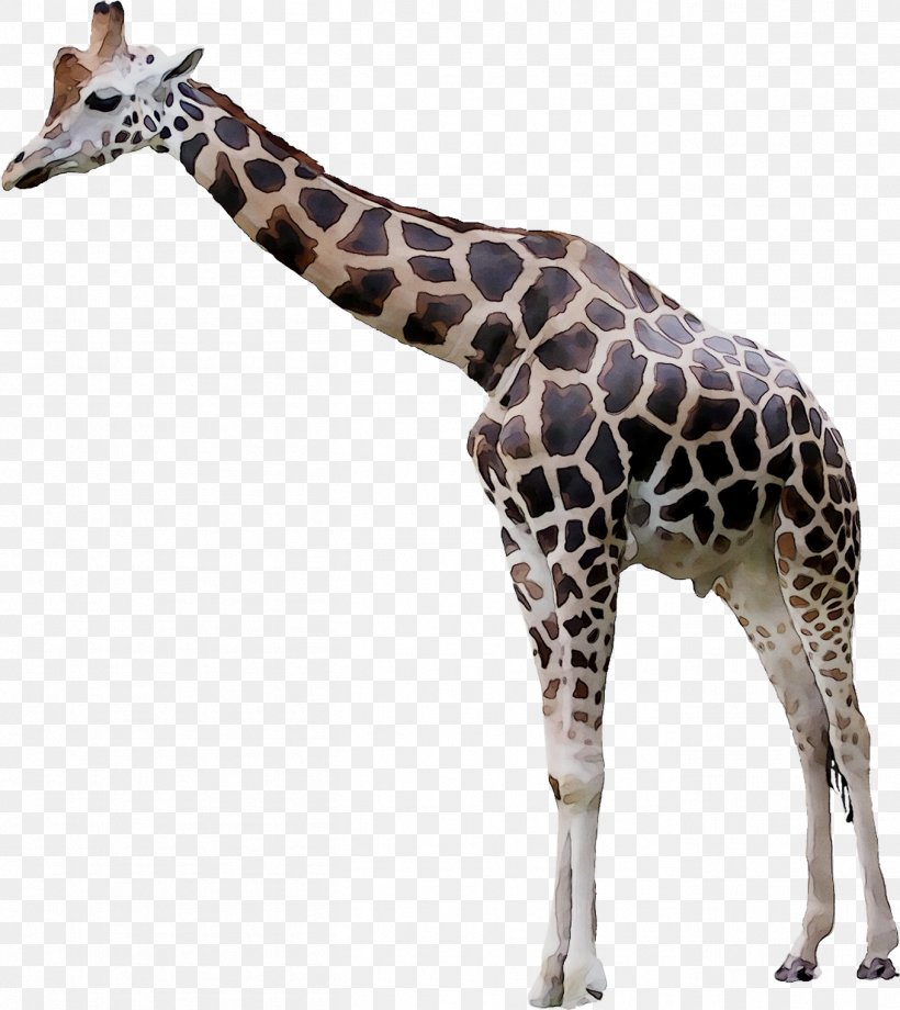 Giraffe Image Translation Video Games Tutorial, PNG, 1359x1526px, Giraffe, Adaptation, Animal Figure, Dutch Language, Fawn Download Free