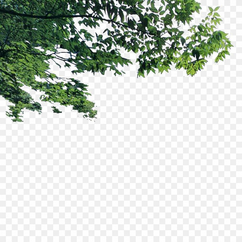 Tree Landscape Euclidean Vector, PNG, 1500x1500px, Tree, Branch, Grass, Green, Landscape Download Free