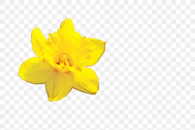 Yellow Flower, PNG, 1024x682px, Narcissus, Amaryllis Family, Evening Primrose, Evening Primrose Family, Flower Download Free