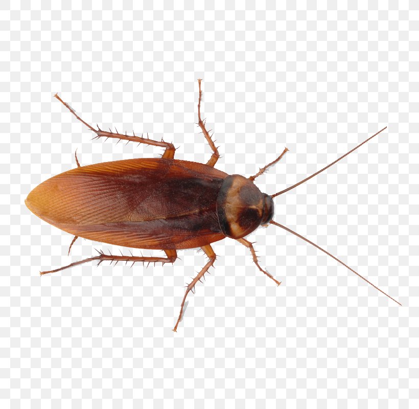 American Cockroach Insect Termite, PNG, 800x800px, Cockroach, American Cockroach, Arthropod, Beetle, Blattodea Download Free