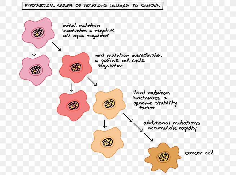 Cell Cycle Regulation Cancer Cell Division, PNG, 3531x2631px, Cell Cycle Regulation, Area, Biology, Cancer, Cancer Cell Download Free