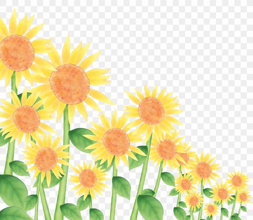 Common Sunflower Download, PNG, 3500x3048px, Common Sunflower, Chrysanths, Dahlia, Daisy, Daisy Family Download Free
