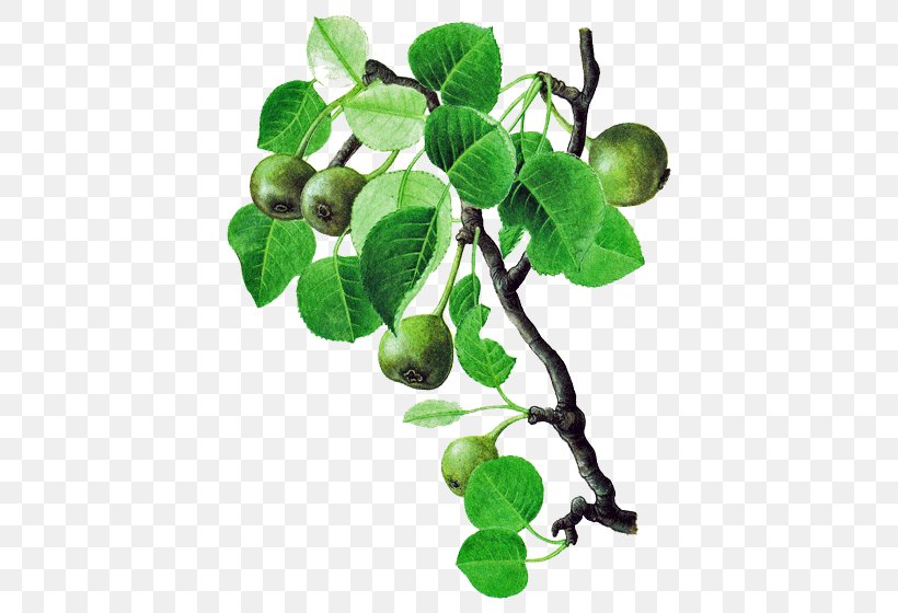 Fruit Liqueur Eau De Vie Pyrus Pyraster European Pear, PNG, 560x560px, Fruit, Branch, Drawing, Eau De Vie, European Pear Download Free