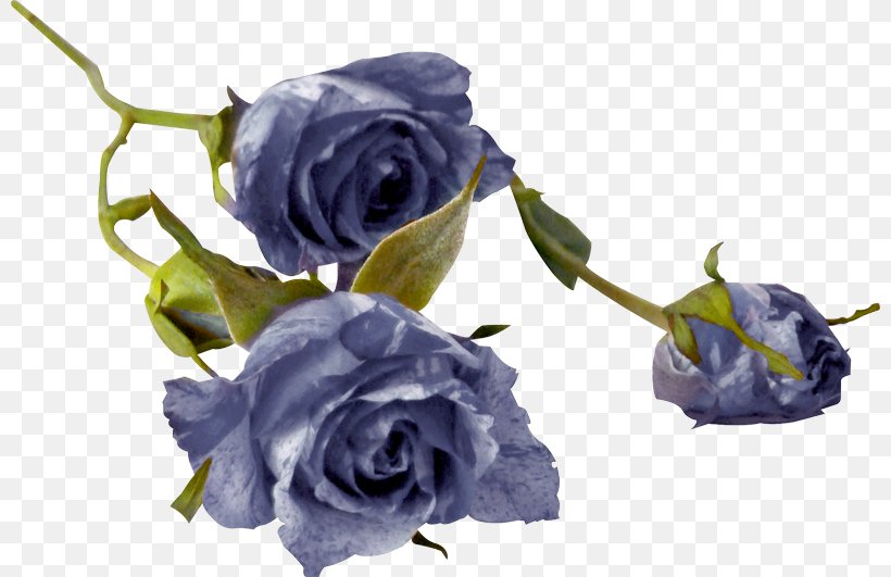 Garden Roses Cabbage Rose Blue Rose Cut Flowers Floral Design, PNG, 800x531px, Garden Roses, Artificial Flower, Blue, Blue Rose, Cabbage Rose Download Free