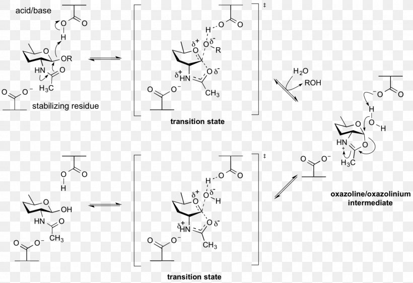 Glycoside Hydrolase Glycosidic Bond Catalysis Beta-galactosidase Enzyme, PNG, 1600x1098px, Glycoside Hydrolase, Acid, Area, Betagalactosidase, Black And White Download Free