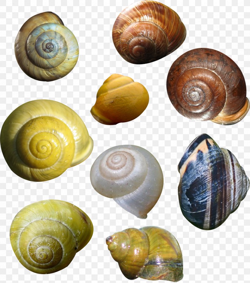 Lymnaeidae Conchology Snail, PNG, 1243x1407px, Lymnaeidae, Baltic Clam, Clam, Cockle, Conch Download Free