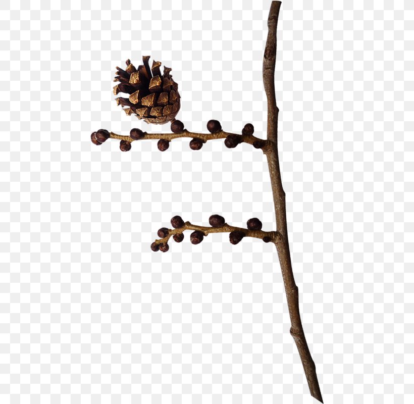 Twig Branch Leaf Plant Stem Tree, PNG, 462x800px, Twig, Branch, Drawing, Jul I Juli, Leaf Download Free